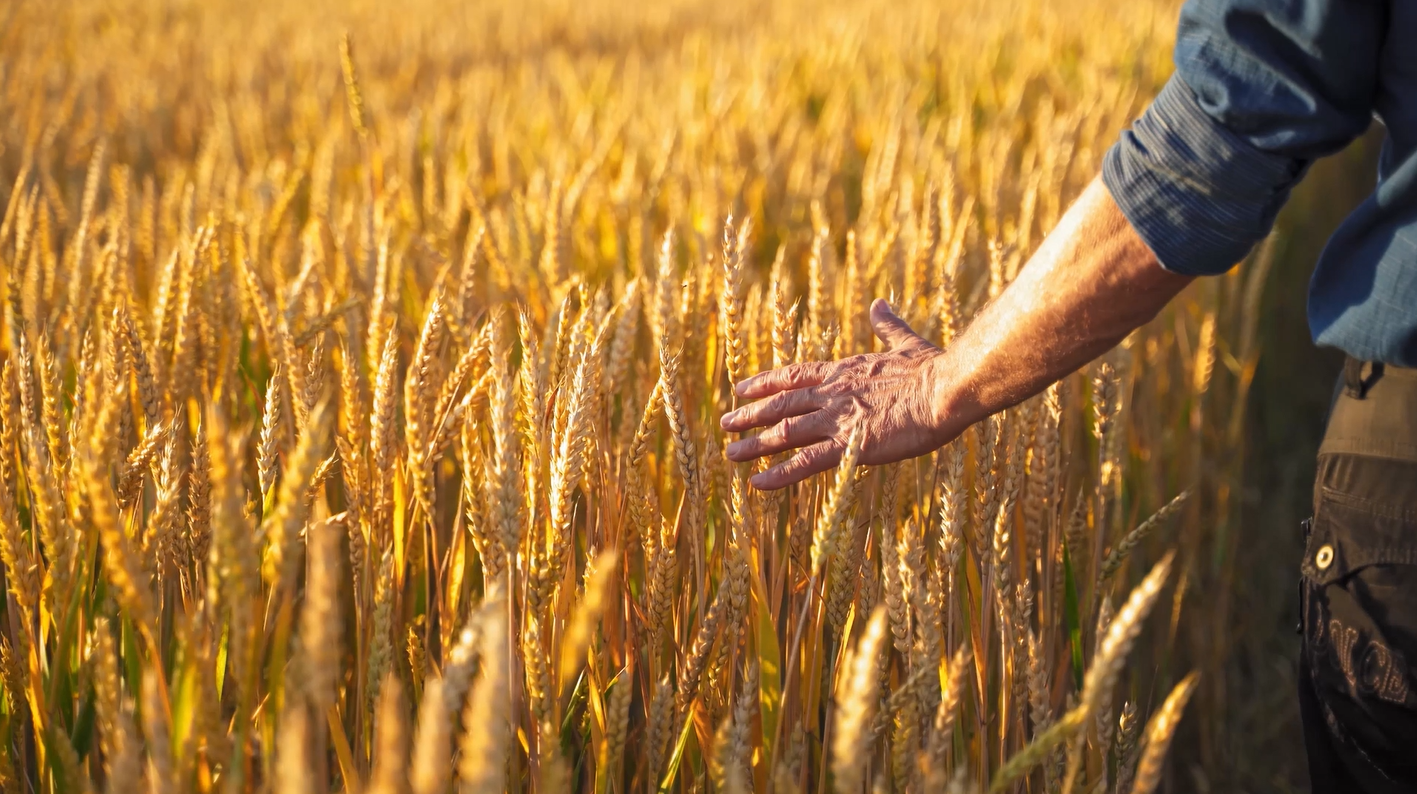 Campo di grano utilizzato per la produzione di carburante bioetanolo